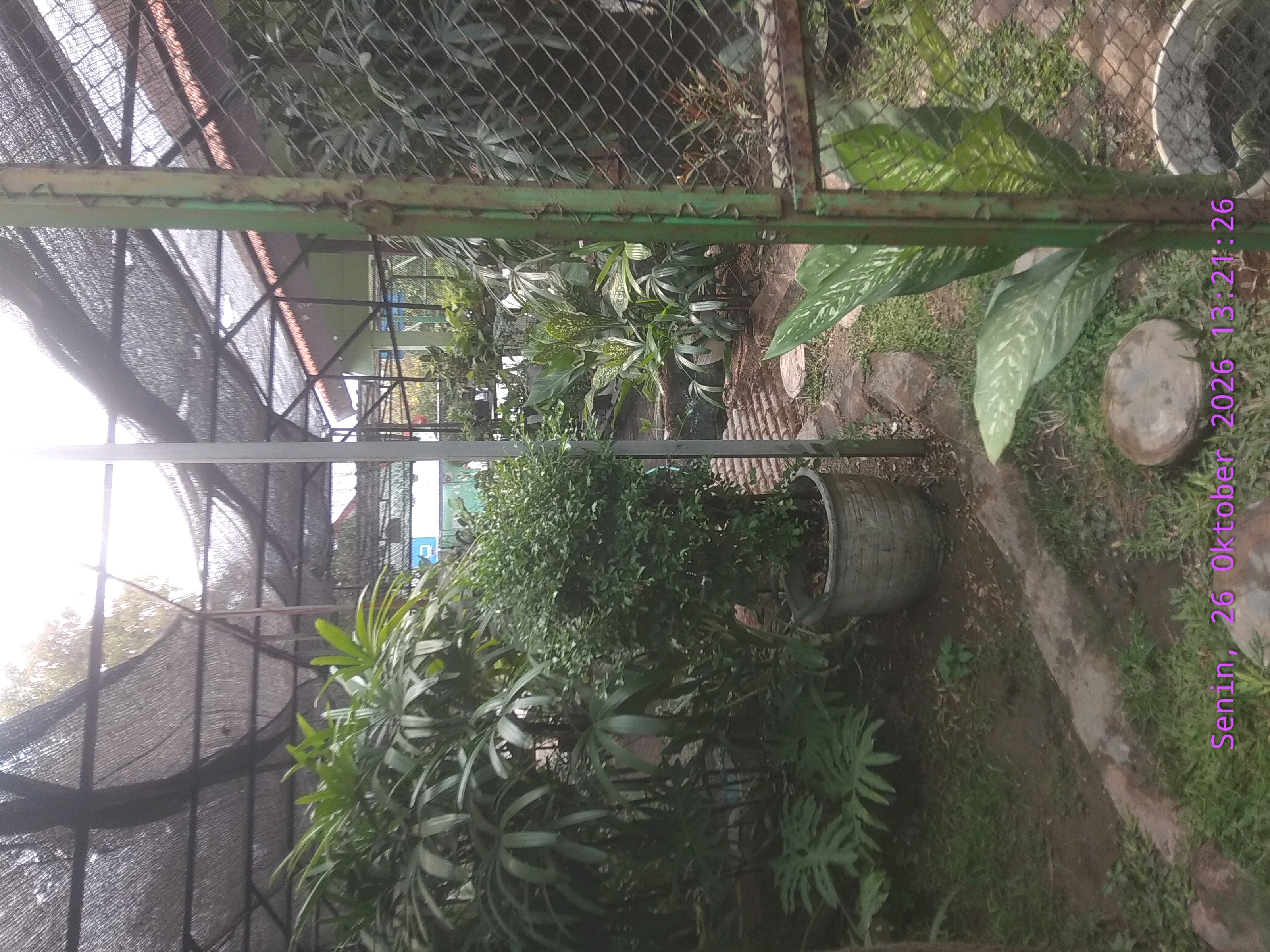 Green place #green #plants #nature #place