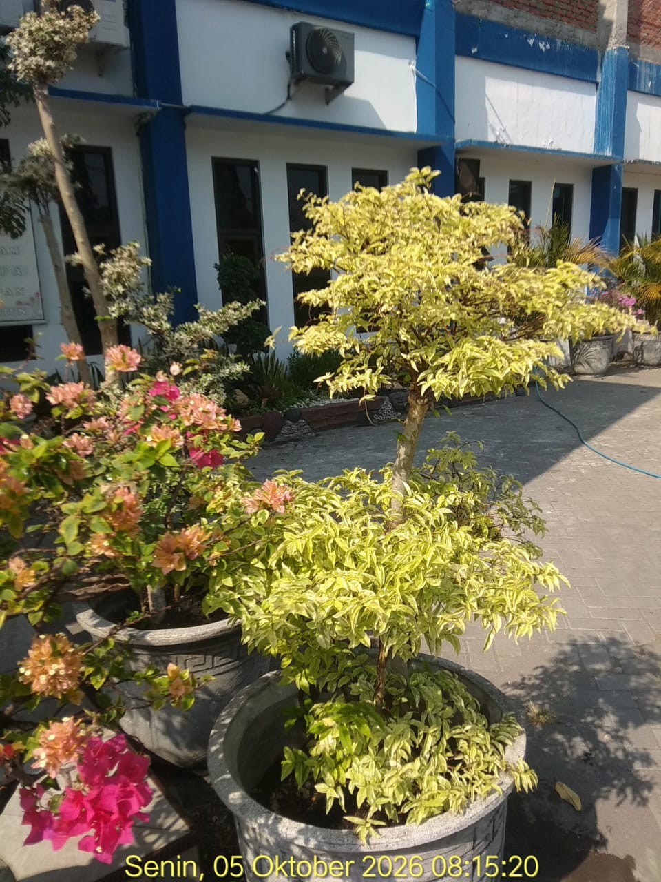 Green and fresh #plants #flower #beauty #commfort